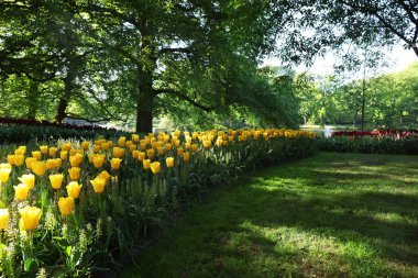Parkta bir sürü güzel lale çiçeği yetişiyor. Bahar mevsimi