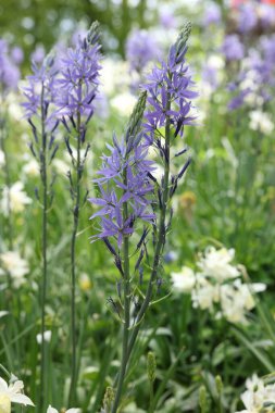 Beautiful Camassia growing among narcissus flowers outdoors, closeup. Spring season clipart