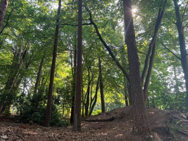 Beautiful green trees in forest on sunny day