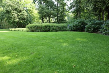 Beautiful view of green grass and bushes in garden on sunny day