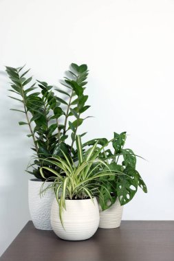 Many different beautiful house plants on wooden table near white wall