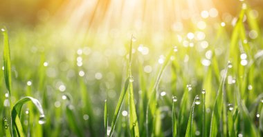 Closeup view of green grass with dew on sunny day, bokeh effect. Banner design