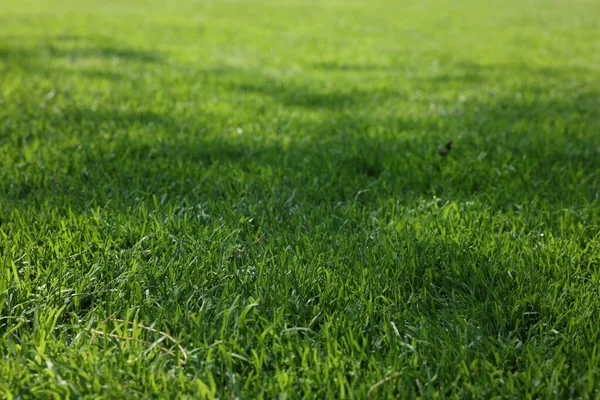 Beautiful lawn with fresh cut green grass on sunny day
