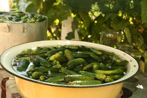 Fresh ripe cucumbers with water in metal bowl on table outdoors, closeup