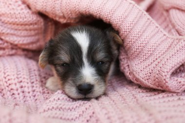 Cute puppy sleeping on pink knitted blanket, closeup