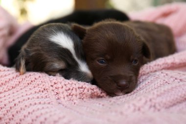 Cute puppies lying on pink knitted blanket, closeup
