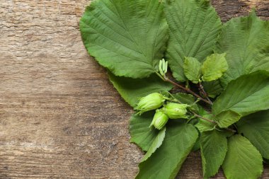 Green leaves of hazel tree on wooden table, top view. Space for text