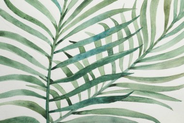 Güzel suluboya tropikal yapraklar beyaz kağıda boyanmış, üst manzara