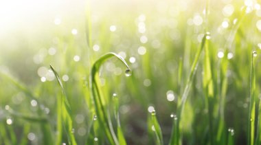 Closeup view of green grass with dew on sunny day, bokeh effect. Banner design