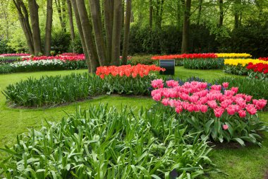 Bir sürü güzel çiçekle park et. Bahar mevsimi