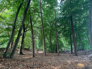 Beautiful green trees and fallen leaves covering ground in forest