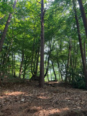 Beautiful green trees and fallen leaves covering ground in forest