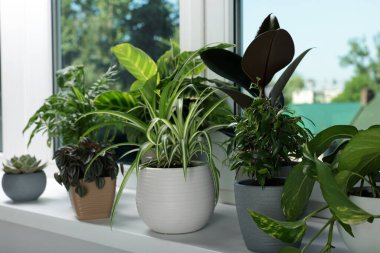 Different beautiful potted houseplants on window sill indoors