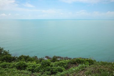 Beautiful wild plants on hill near sea