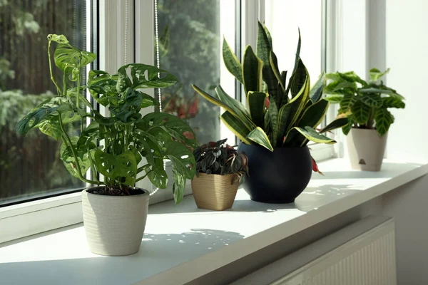 Beautiful houseplants on white window sill indoors