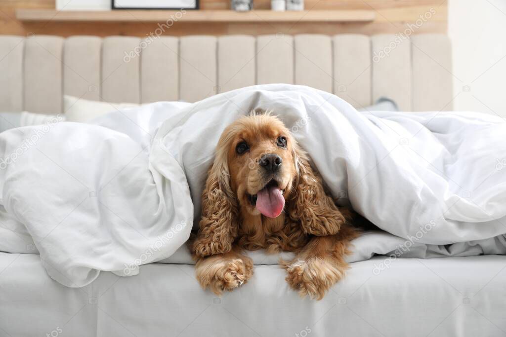 Cute English cocker spaniel covered with soft blanket on bed