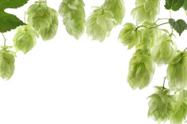Branches of fresh green hops on white background