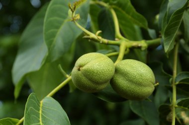 Ağaç dalında yeşil olgunlaşmamış cevizler, yakın plan.