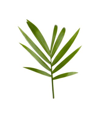 Beautiful green coconut leaf isolated on white