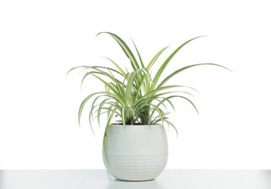 Beautiful Chlorophytum plant in pot isolated on white. House decor clipart