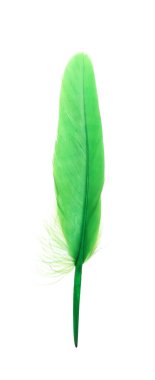 Fluffy beautiful green feather isolated on white