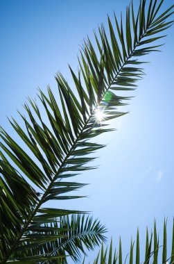 Beautiful green tropical leaves against blue sky, low angle view