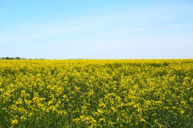 Güneşli bir günde açan kolza tohumu tarlasının güzel manzarası
