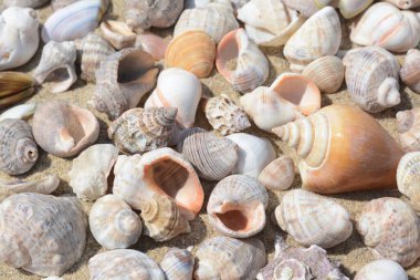 Many beautiful sea shells on sand, closeup