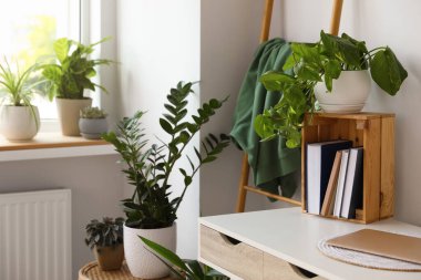 Home office interior with different beautiful houseplants
