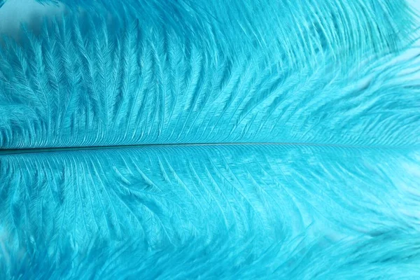 Beautiful light blue feathers as background, closeup
