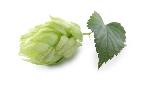 Fresh hop flower with leaf isolated on white
