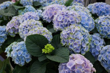 Hydrangea plant with beautiful flowers, closeup view