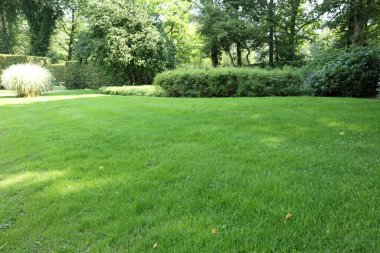 Beautiful view of green grass and bushes in garden on sunny day