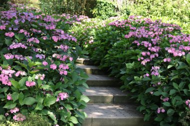 Pathway among beautiful hydrangea shrubs with violet flowers outdoors