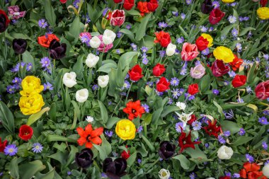 Açık havada, manzaranın üstünde bir sürü farklı renkli çiçek yetişiyor. Bahar mevsimi