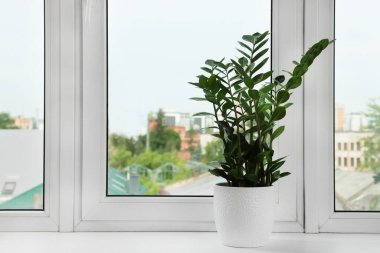 Zamioculcas in pot on windowsill indoors, space for text. House plant