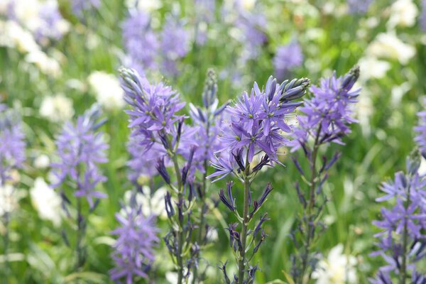 Beautiful Camassia flowers growing outdoors, closeup view. Spring season