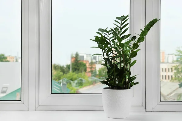 Zamioculcas Pot Windowsill Indoors Space Text House Plant — Stok Foto