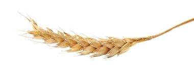 Dry ear of wheat isolated on white