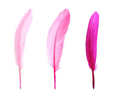Set with beautiful pink feathers on white background