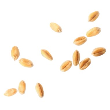 Ripe wheat grains flying on white background