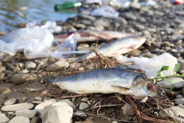 Dead fishes among trash near river. Environmental pollution concept