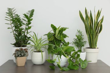 Many different beautiful house plants on wooden table near white wall