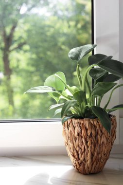 Beautiful houseplant with green leaves in pot on white window sill indoors