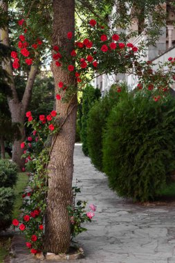Beautiful blooming rose bush climbing on tree outdoors