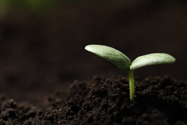 Toprakta büyüyen küçük tohum, yakın plan. Metin için boşluk