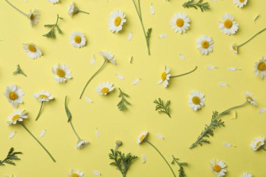 Düz kompozisyon ve sarı arka planda taze papatyalar.