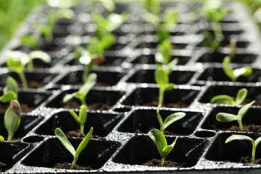 Seedling tepsisi ve taze sebze filizi, yakın plan.