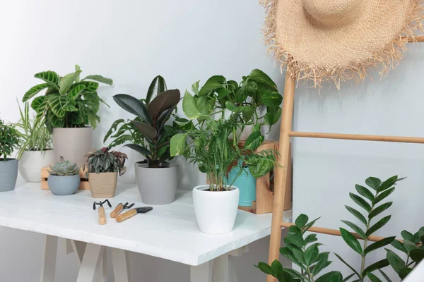 White Table Different Beautiful Houseplants Indoors — Stok Foto