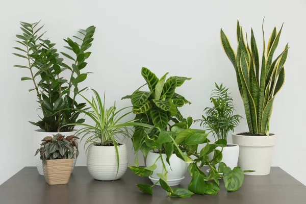 Many Different Beautiful House Plants Wooden Table White Wall — Stok Foto